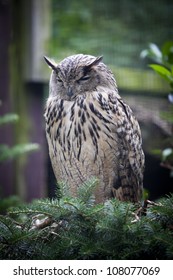 owl