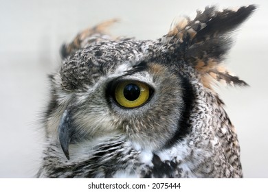 owl