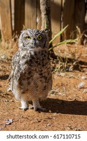 Owl
