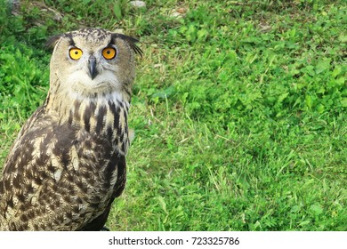 owl