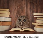 An owl animal with glasses is reading a book in the woods for an education or school concept.
