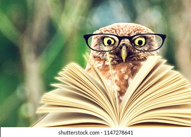 An Owl Animal With Glasses Is Reading A Book In The Woods For An Education Or School Concept.
