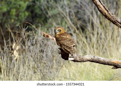 Owl Applying A Menacing Death Stare 