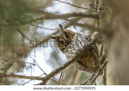 Owl Asio otus - Long-eared Owl resting by day in the branches of an evergreen tree. Wild photo in the Czech Republic.
