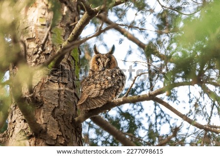 Owl Asio otus - Long-eared Owl resting by day in the branches of an evergreen tree. Wild photo in the Czech Republic.