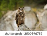 Owl in autumn. Eagle owl, Bubo bubo, perched on stone in colorful autumn forest. Beautiful large owl with orange eyes. Bird of prey in natural habitat. Wildlife nature. Mountains area. Mixed forest.