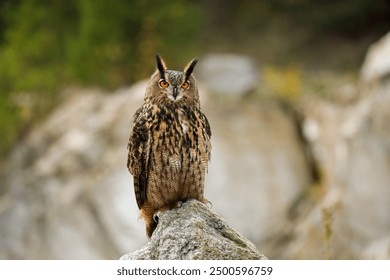 Owl in autumn. Eagle owl, Bubo bubo, perched on stone in colorful autumn forest. Beautiful large owl with orange eyes. Bird of prey in natural habitat. Wildlife nature. Mountains area. Mixed forest.