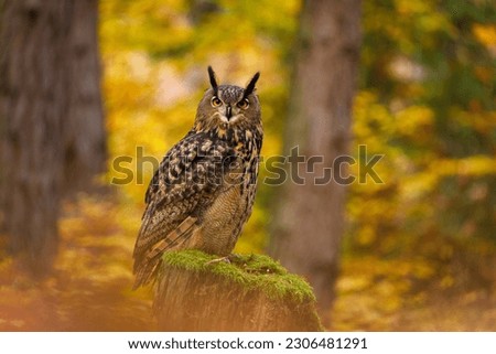 Owl in autumn. Eagle owl, Bubo bubo, perched on mossy rotten stump in colorful autumn forest. Beautiful large owl with orange eyes. Bird of prey in natural habitat. Wildlife nature. Mixed forest.