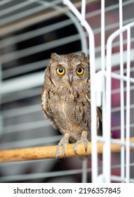 2,531 Owls In A Cage Images, Stock Photos & Vectors | Shutterstock