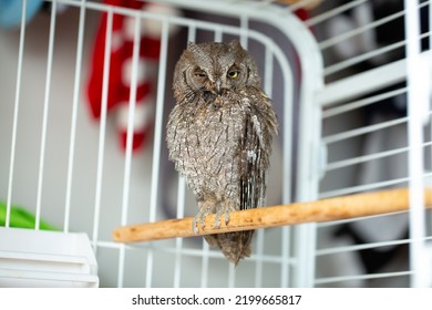 Owl In The Aviary. Feeding Pet Owls. Little Owlet Tamed At Home.