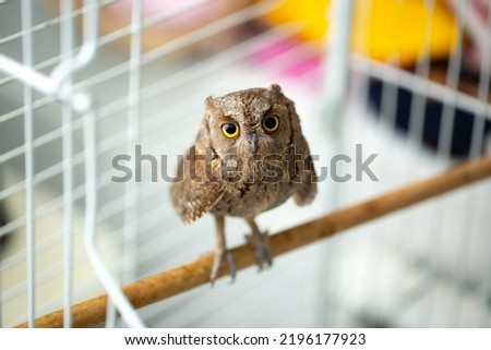 Owl in the aviary. Feeding pet owls. Little owlet tamed at home.