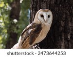 Owl Barn (lat. Tyto alba), a species of Bird of prey in the barn owl family, is the most common bird of the barn owl genus in the world. Lives on almost all continents