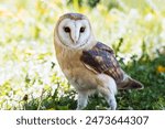 Owl Barn (lat. Tyto alba), a species of Bird of prey in the barn owl family, is the most common bird of the barn owl genus in the world. Lives on almost all continents