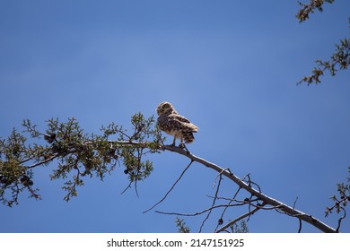 owl or barn owl resting on a tree. Wildlife (bird) concept.