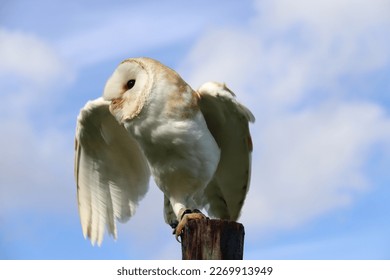 owl barnowl birds birds of prey blue sky