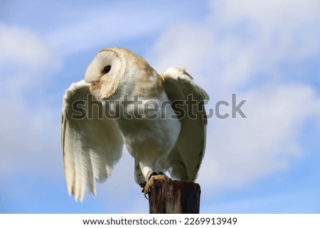 owl barnowl birds birds of prey blue sky