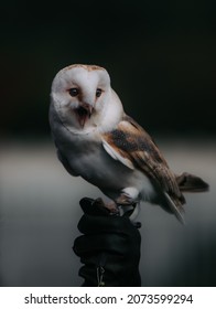 An Owl With It's Beak Open.