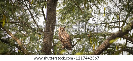 owl bird eagleowl