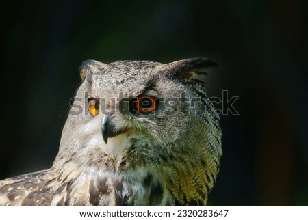 owl bird nature wildlife eye wise 