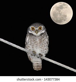 Owl Bird At Night And The Moon