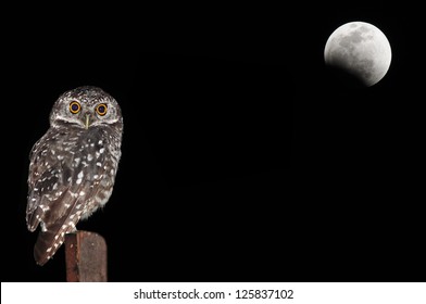 Owl bird sitting at night