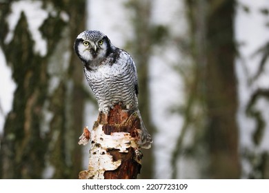 Owl Bobbing Head. Northern Hawk-owl, Surnia Ulula, Perched On Birch Stump And Observing Surroundings. One Of A Few Diurnal Owls. Winter In Wild Nature. Habitat North European And North American Taiga.