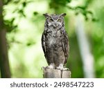  owl Bubo virginianus on a blurred background