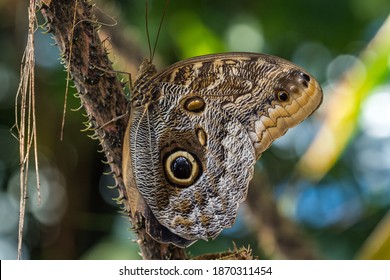 Caligo Eurilochus High Res Stock Images Shutterstock