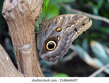 Owl Butterfly at Butterfly Conservatory in Niagara Falls, Ontario Canada