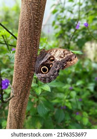 Owl Butterfly In Guatemala Butterfly Sanctuary. 