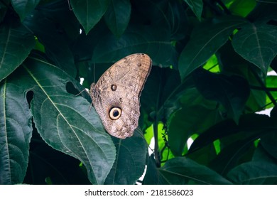 An owl butterfly  it has design its wings similar to an owl's face  and an emphasis the huge   open eyes that serve to mislead predators 