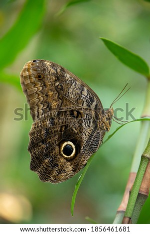 Similar – weiße punkte Schmetterling