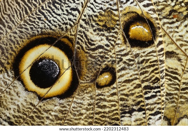 Owl butterfly wing detail with huge\
eyespots, which resemble owls\' eyes, in the rainforests and\
secondary forests of Mexico, Central and South\
America.