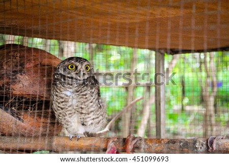 owl in cage