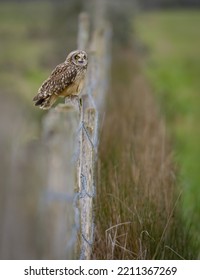 Owl Calling On Fence Post With Blurred Selective Focus And Depth Of Field