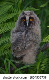 Owl Chick In The Forest. Asio Otus. A Young Owl Prepares For Its First Flight