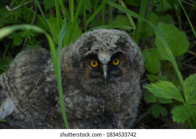 Owl Chick In The Forest. Asio Otus. A Young Owl Prepares For Its First Flight