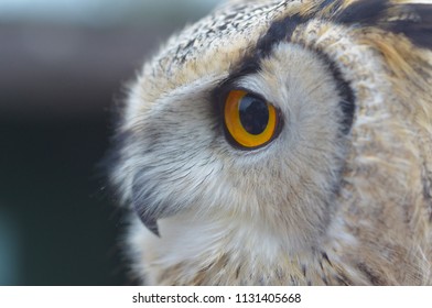 Owl close up