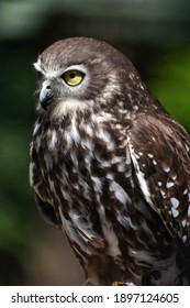 Owl close up 