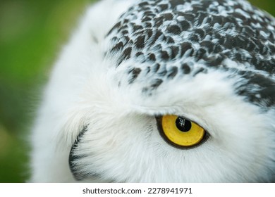 Owl close up. Portrait of a beautiful predator and hunter bird. Yellow clazas and large beak of an owl. - Powered by Shutterstock