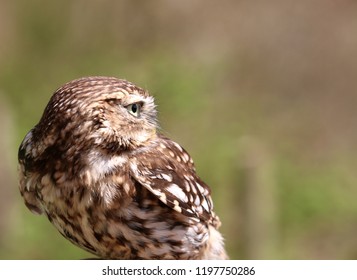 Owl in closeup
