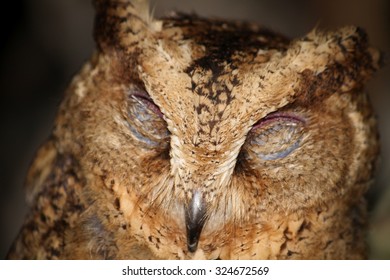 The owl close-up