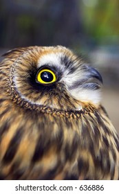 owl close-up