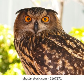 owl - a close-up view