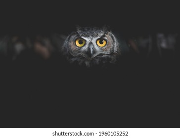 Owl in the Darkness Staring into Camera