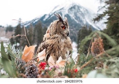 Owl Eagle Bird Flowers Autumn Winter Orange Eyes Beautiful Animal Feathers Look Beak Wings Mountain Landscape Forest Spruce Pine Snow Travel Park Canada Dombai