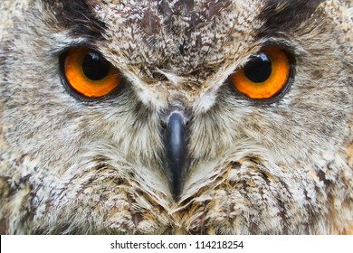 owl eagle very close up, detail face - Powered by Shutterstock