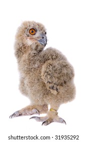 Owl, Eurasian Eagle, Bubo bubo, Eurasia, Europe, Asia, 2-1/2 weeks old, isolated on white