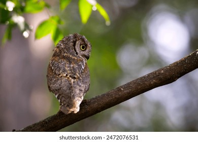 Owl. Eurasian Scops Owl. (Otus scops). Green nature background. - Powered by Shutterstock