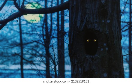 Owl Eyes Looking Out From A Tree Hollow At Night